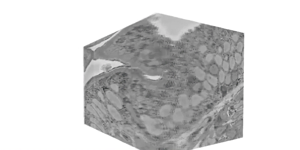 rotating view of a neuropod
