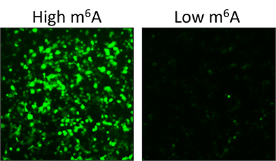 example of the differences between new and old genetic sensor. 