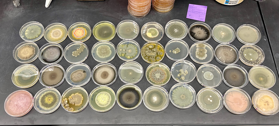 Collection of 40 petri dishes grown fungal spores collected in Western North Carolina. 