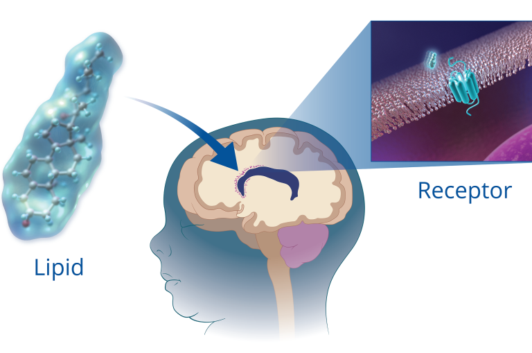 Image of the brain showing how lipids adhere to receptors 
