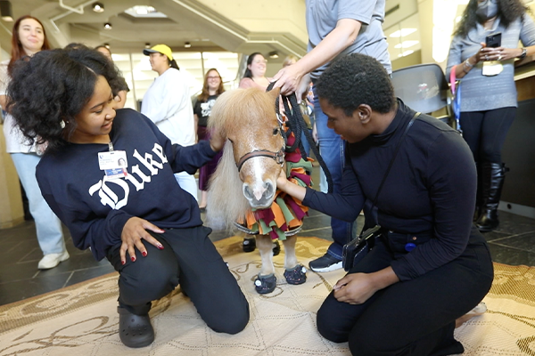 two people kneeling to pet a miniature horse.