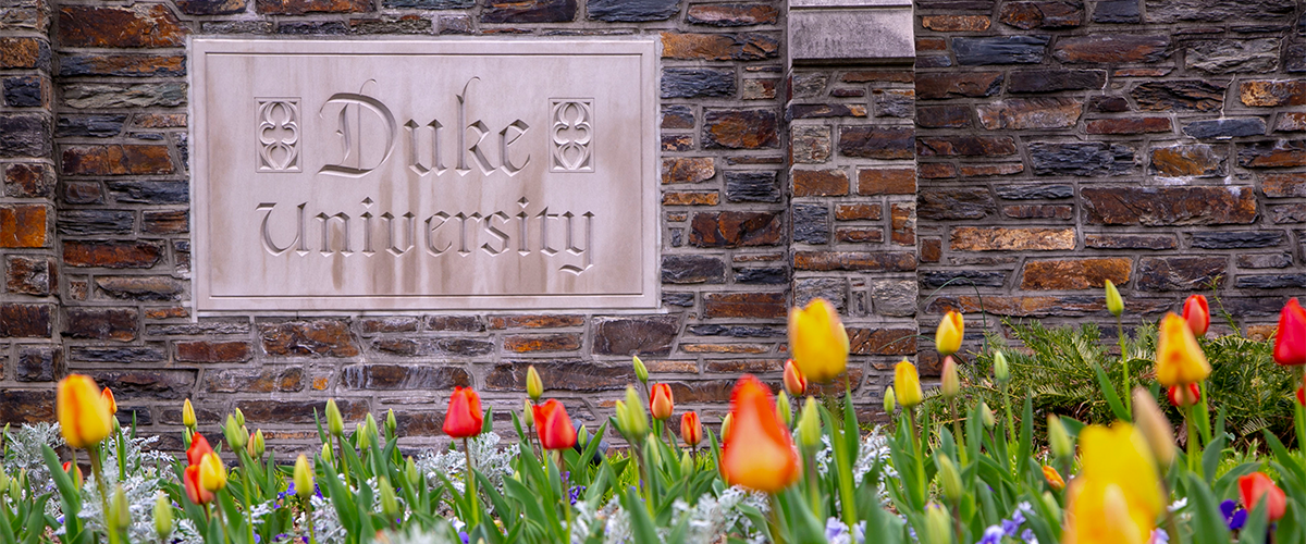 Tulips in the foreground of Duke stone wall with a Duke University plaque 