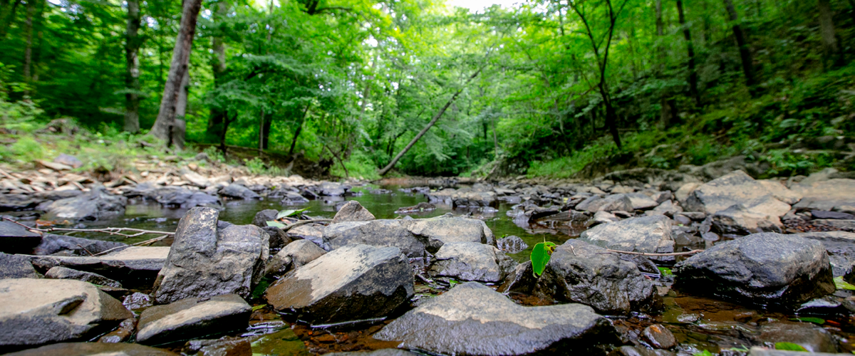 stream flowing through the Duke Forest
