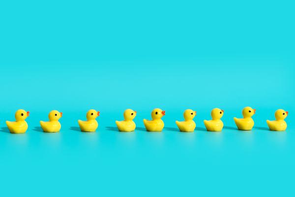 ducks in a row